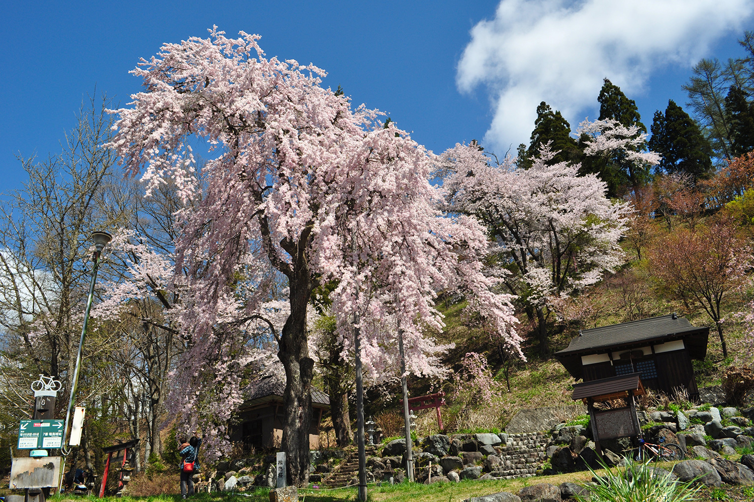 伝行山の徹念桜