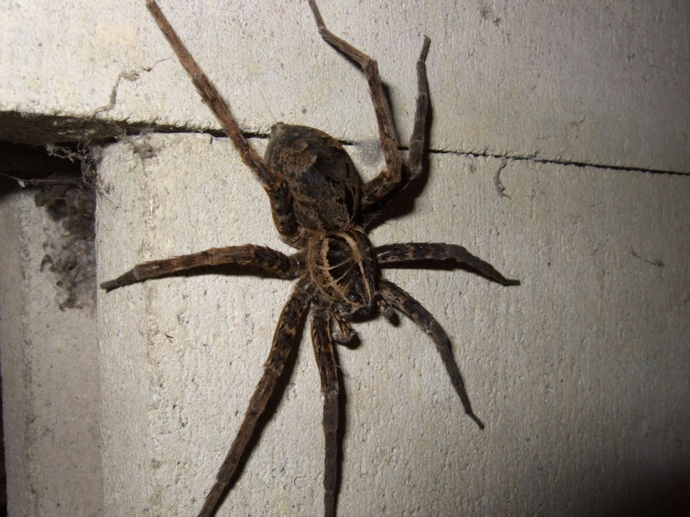 ゴキブリ を 食べる クモ ゴキブリの好物は 餌をどうやって食べている ゴキブリの 食 を大解剖